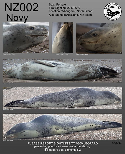 Novy - identified leopard seal in New Zealand
