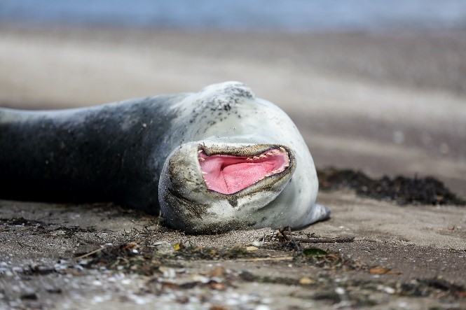 Leopard seals sometimes make a yawning motion with their mouths to indicate they are feeling disturbed. It is a warning to keep away.