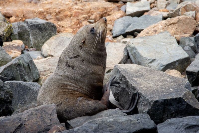 New Zealand Fur Seal (Arctocephalus forsteri) on a rocky beach