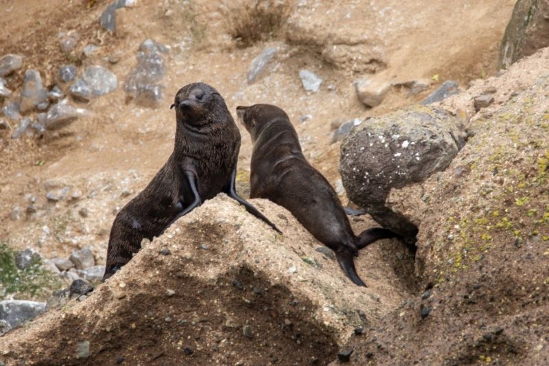 New Zealand Fur Seals (Arctocephalus forsteri)