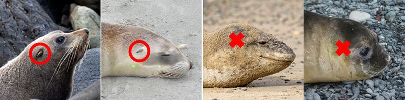 The presence or absence of external ears in the different seal species