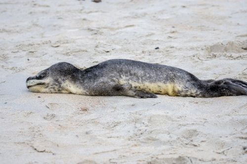 Adult Leopard Seal (Hydrurga leptonyx) pup