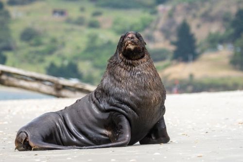 Adult male New Zealand Seal Lion (Phocarctos hookeri)