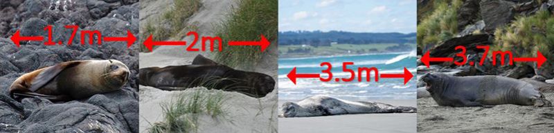 The length of different seal species as an adult