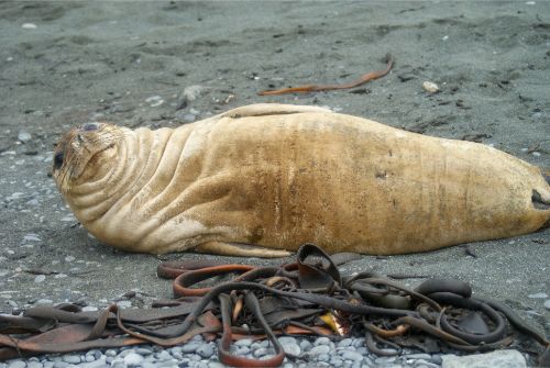 Southern Elephant seal (Mirounga leonina)