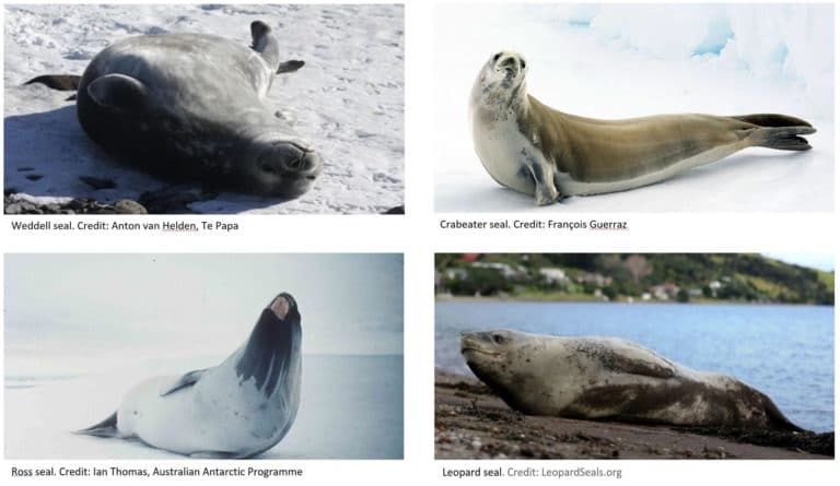weddell seal, crabeater seal, ross seal and leopard seal - all seals of Antarctica.