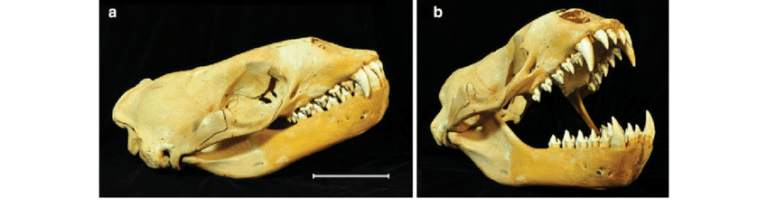 side views of a leopard seal skull. The first image shows the jaw closed, the second with the jaw wide open.