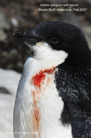 Adelie Penguin with blood