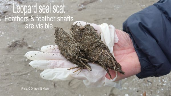 Leopard seal scat often contains undigested prey remains, such as feathers. When collecting scat from a beach, sand may be stuck to the scat.