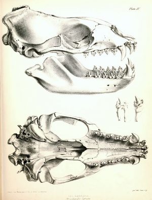 Benjamin Waterhouse Hawkins (1807–1894) drew this incredibly detailed picture of a leopard seal skull.  Note the difference between the canine and other teeth.