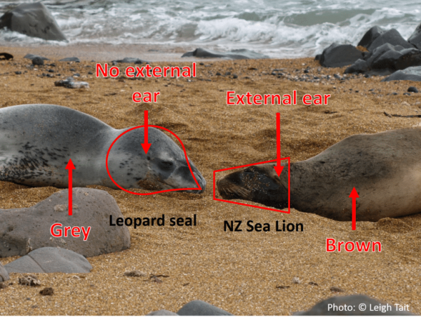 difference between leopard seals and sea lions, showing the external ear flaps of a sea lion
