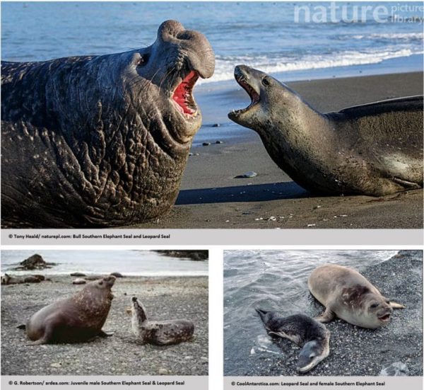 Elephant seals' map sense tells them when to head 'home
