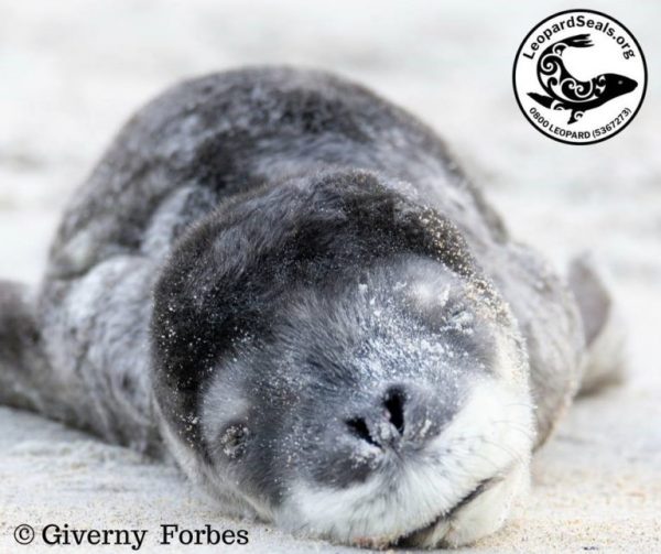 Leopard seal pup. Image by: G. Forbes