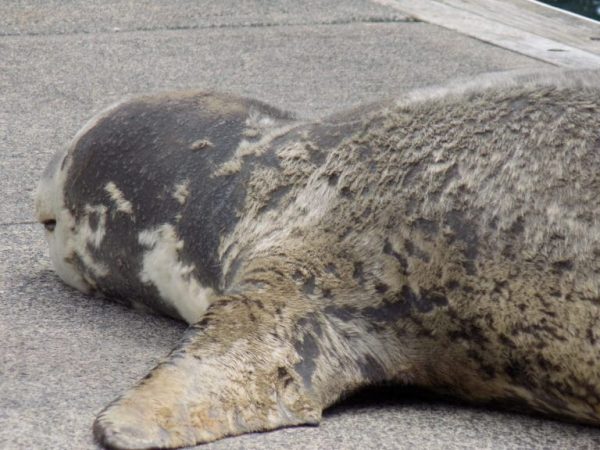 leopard seal pup