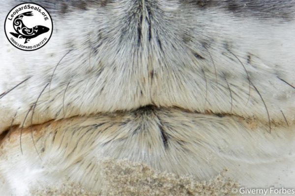 close up of leopard seal whiskers