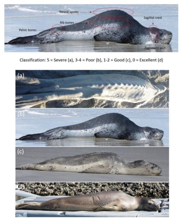 scoring system for leopard seal health